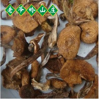 东北长白山老爷岭特产野生榛蘑菇  山货 干货 250g