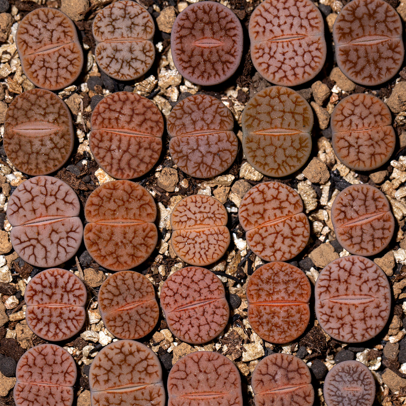 熊童多肉 超级羽化曲玉c72 番杏生石花屁股花 一物一拍