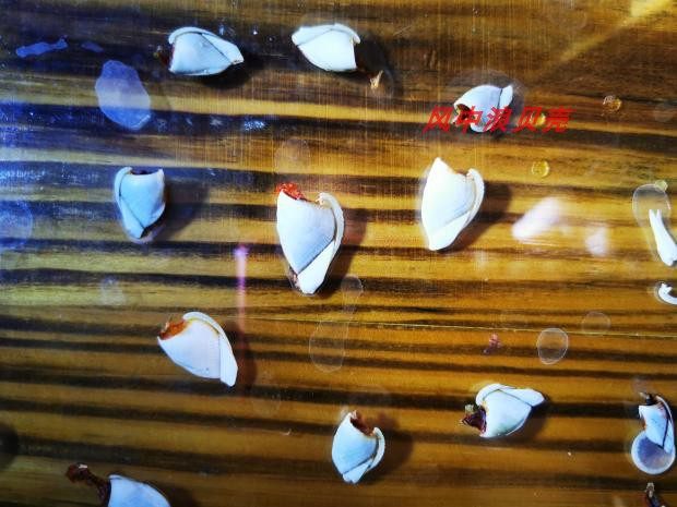 鹅颈藤壶2cm左右 茗荷标本 天然贝壳海螺收藏 福建采集 风中浪