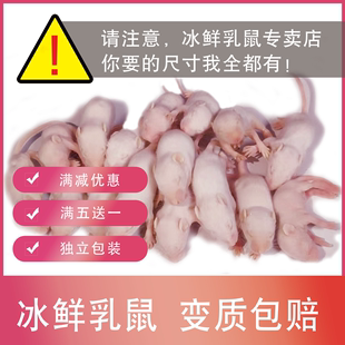 小白鼠冷冻乳鼠红皮粉皮白霜喂养爬宠宠物饲料蛇蛙蜥蜴守宫龟猫食