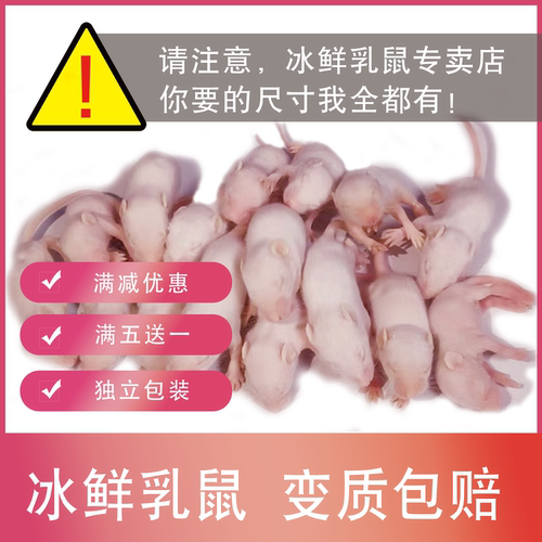 乳鼠小白鼠满五送一喂蛇爬宠饲料