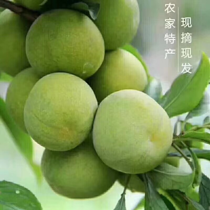 重庆巫山脆李脱骨李子四川新鲜水果当季整箱水果青脆李半边红