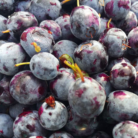 8斤包邮兴安岭都柿l速冻孕妇水果野生蓝莓鲜果当天然蓝梅新鲜水果