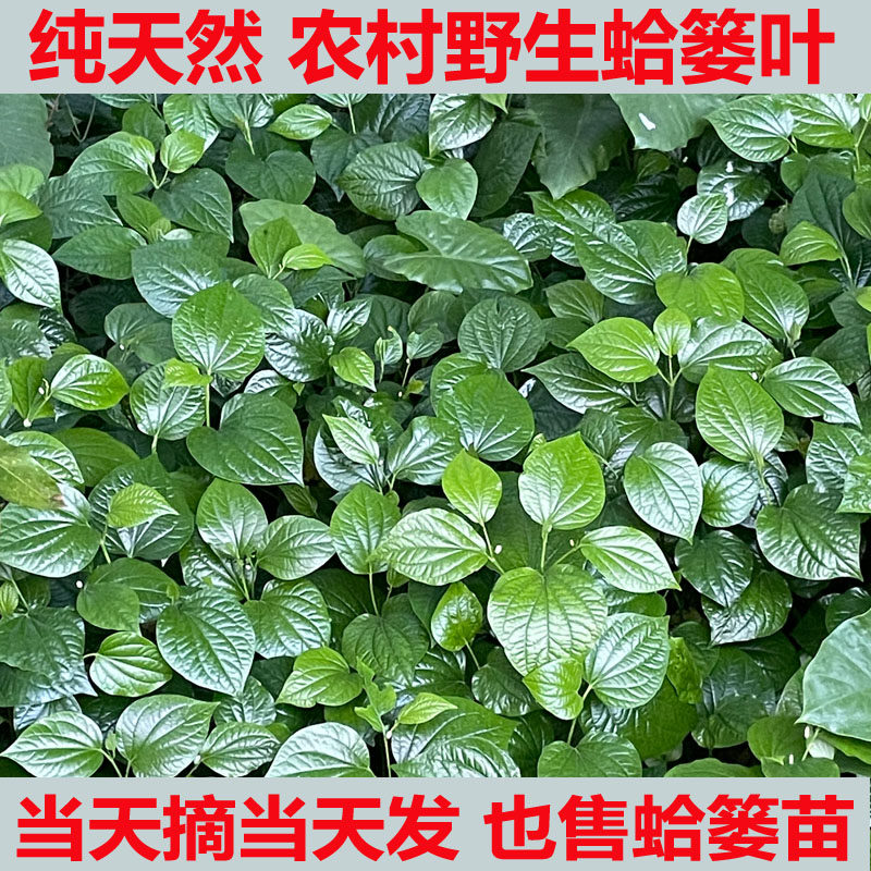 新鲜现摘假蒌叶蛤蒌叶青蒌叶假娄菜野香菜叶急捞叶假蒟菜越南香菜