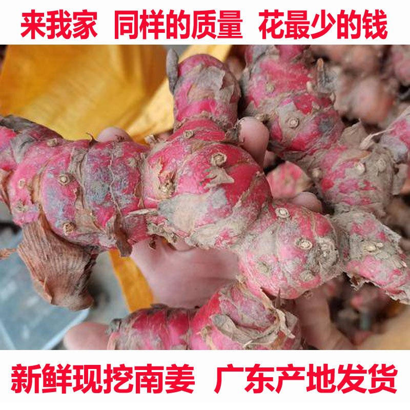 南姜潮汕新鲜野生山姜牛羊肉火锅卤味去膻提味调料南姜包邮 水产肉类/新鲜蔬果/熟食 生姜/南姜 原图主图