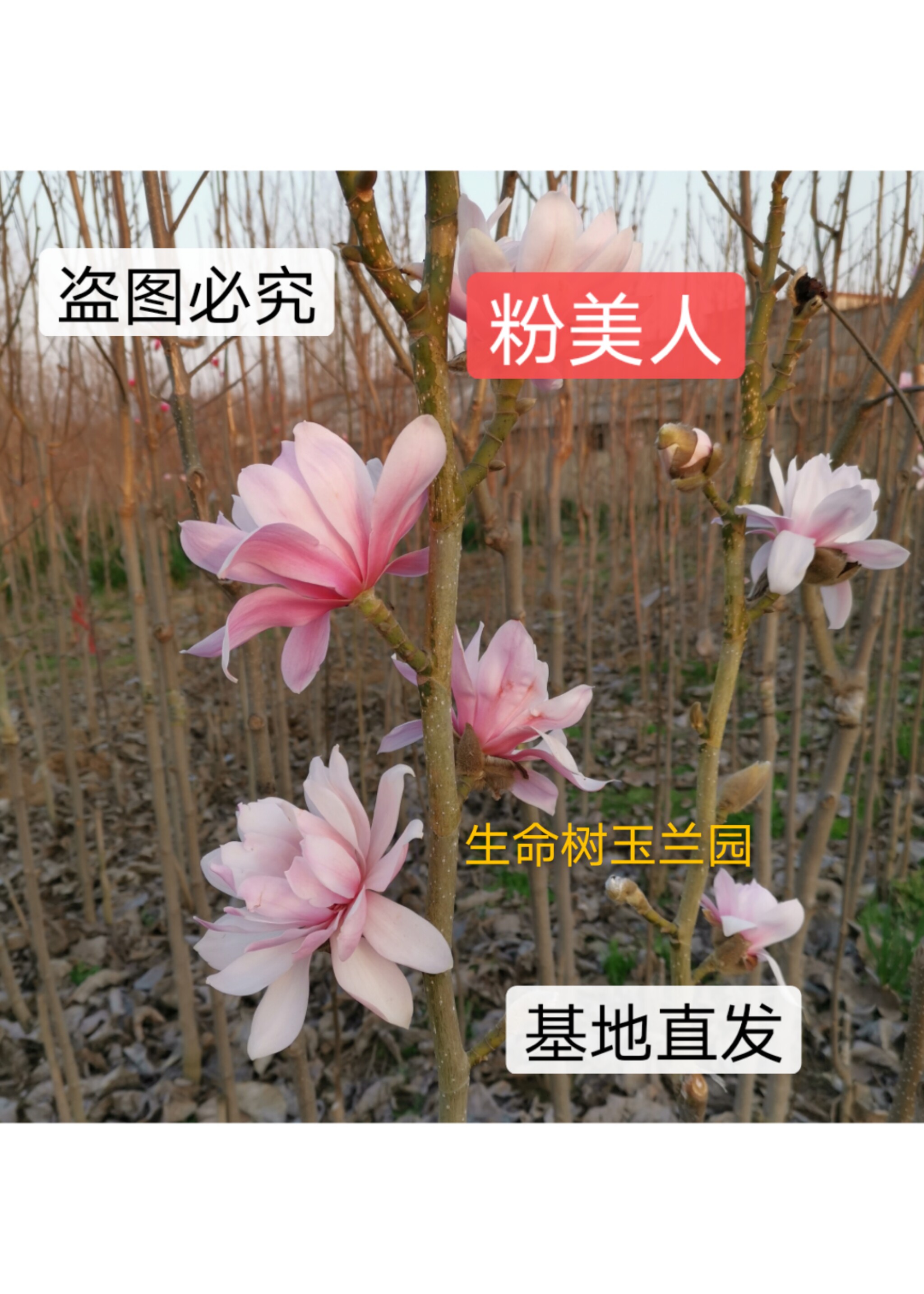 粉美人玉兰树苗三季开花玉兰苗新品种玉兰庭院绿化地栽绿化苗木