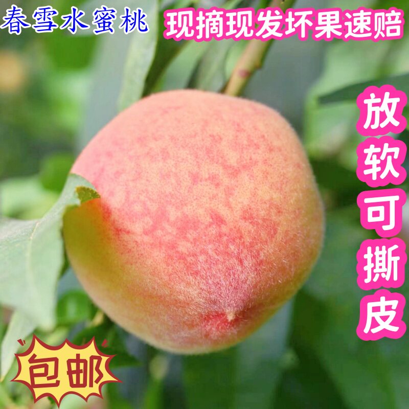 肥城肥子国正宗珍珠水蜜桃新鲜水果撕皮应季肥桃脆甜现摘现发包邮