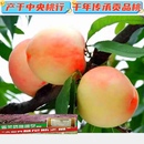 正宗肥子国肥城桃子水蜜桃大桃新鲜水果个大现摘脆桃礼品