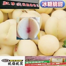 山东特产肥子国肥城桃子尚里蜜雪冬桃大新鲜应季 水蜜桃冰糖脆甜