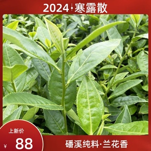 【现货】2024年新茶福鼎白茶兰花香寒露散茶秋韵磻溪料高山秋牡丹