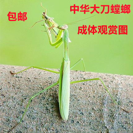 中华大刀螳螂广斧活体刺花非洲大魔花兰花幽灵活体宠物卵夹爬宠虫