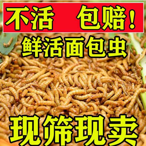 面包虫活虫黄粉虫活体幼虫子金龙鱼蝎子乌龟画眉鸟食石蛙饲料包邮