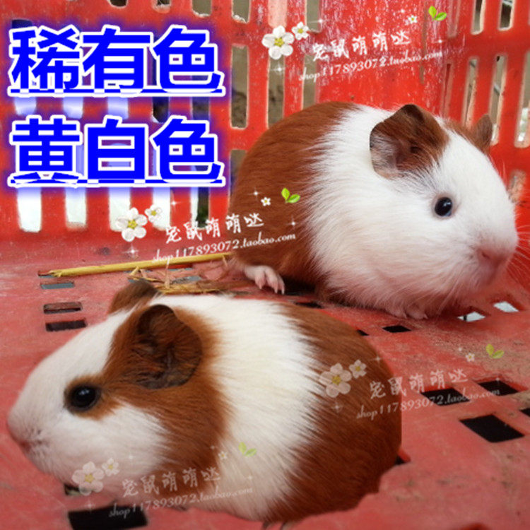 家养宠物荷兰猪活体宠物豚鼠活物荷兰鼠鼠宝宝彩豚自家繁殖健康