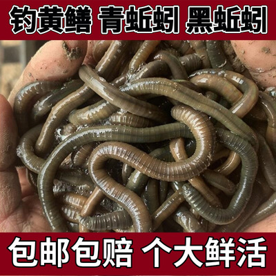 活体青蚯蚓大黑蚯蚓臭蚯蚓灰蚯蚓土蚯蚓鱼饵鲜活蚯蚓黄鳝诱饵活铒