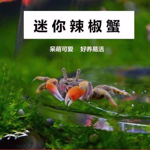 迷你蟹辣椒蟹鱼缸观赏蟹淡水草缸可深水养殖小螃蟹除藻将军蟹宠物