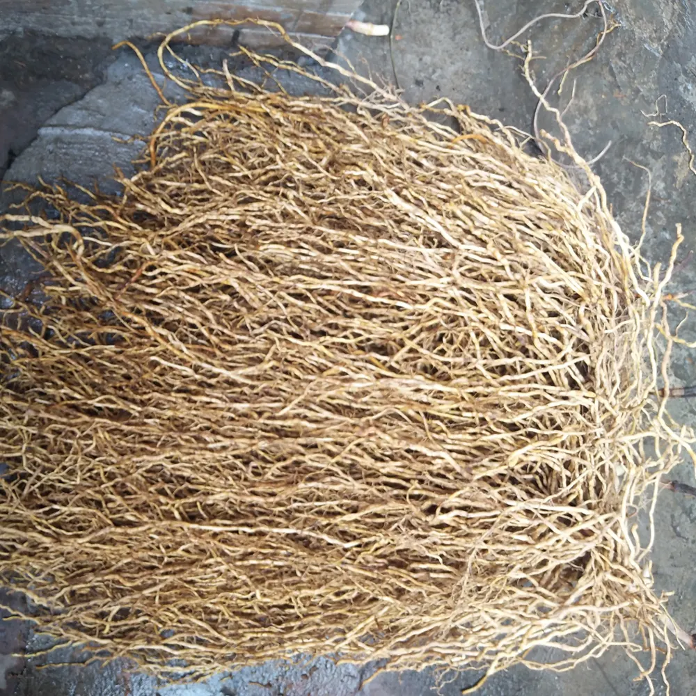 野生竹春根中药材牛尾菜牛尾蕨牛尾结大通根大伸筋草老君须土春筋