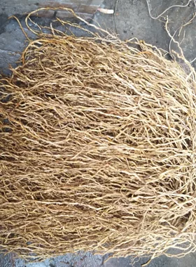 野生竹春根中药材牛尾菜牛尾蕨牛尾结大通根大伸筋草老君须土春筋