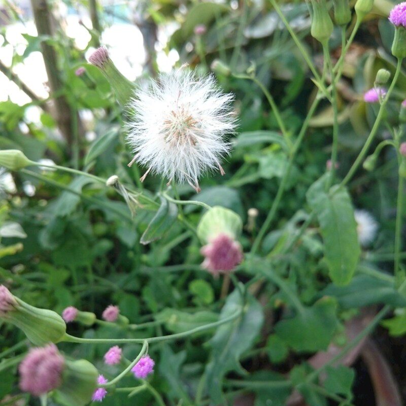 红背草客家汤料 凉茶一点红叶下红羊蹄草新鲜晒干红叶草叶草500克