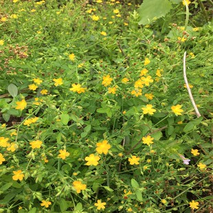 现摘纯天然新鲜田基黄 雀舌草中草药黄花仔 黄金草地耳草小田基黄