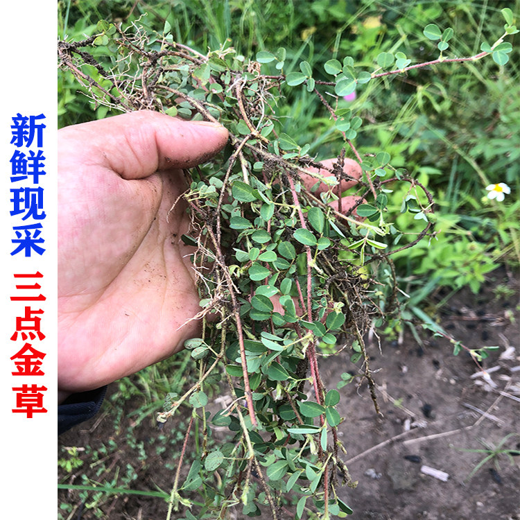 新晒新鲜三点金草三脚虎 六月雪 三叶金品字蝇翅草中草药材中药材