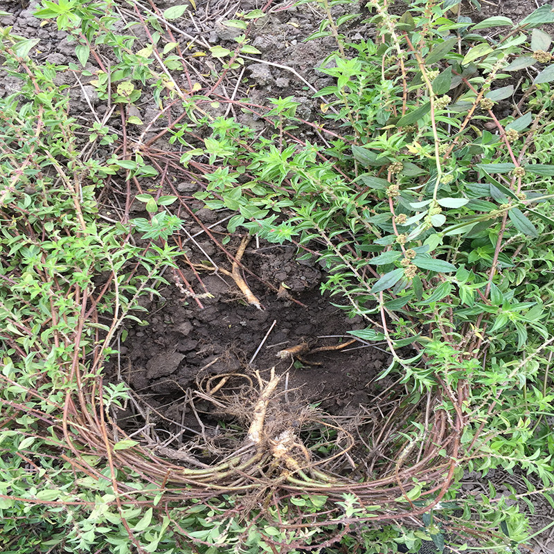 新鲜雾水葛拔脓膏地清散脓见消啜脓膏石茹田薯生肉药粘榔糯米藤
