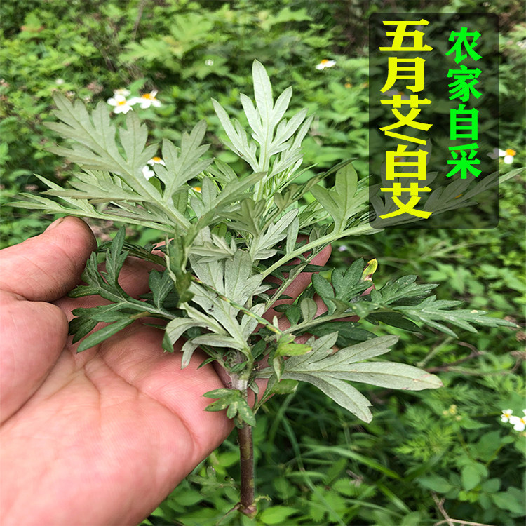 农家新鲜现采五月食用艾叶清明草