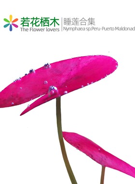 秘鲁夜开睡莲ADA红莲鱼缸造景水草红色中后景懒人淡水稀有活体