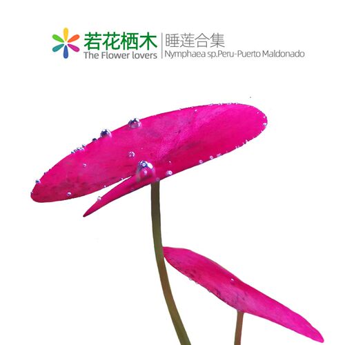 若花栖木睡莲ADA红莲红色水草