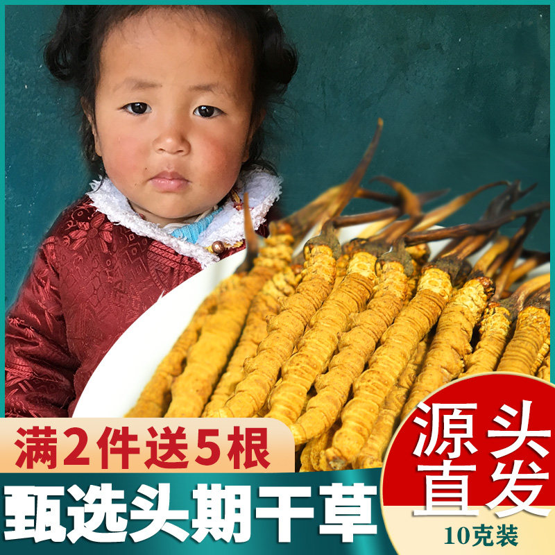 【3根1克送礼】10克装30根正宗西藏直发冬虫夏草正品虫草头期干货