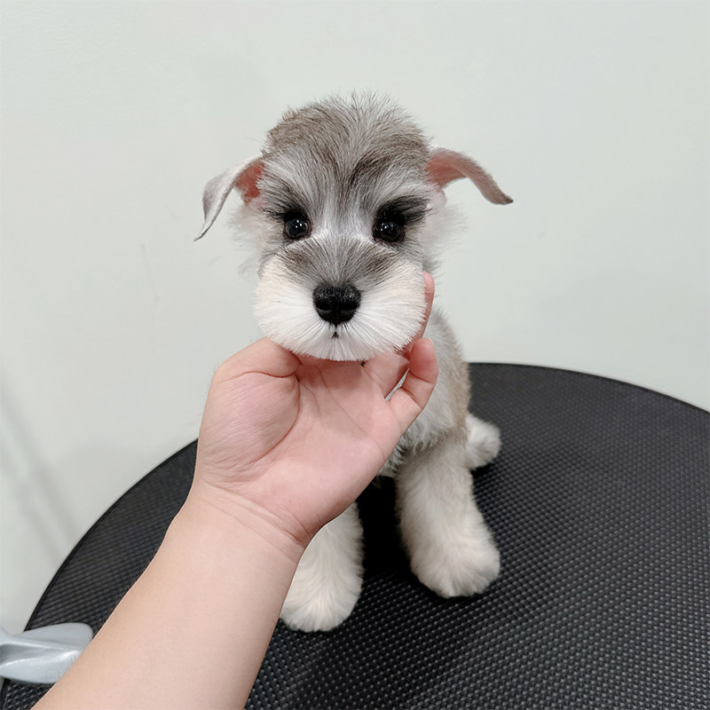 迷你雪纳瑞幼犬犬狗活体黑白雪拉瑞纯种飞耳小体椒盐小型犬椒盐色