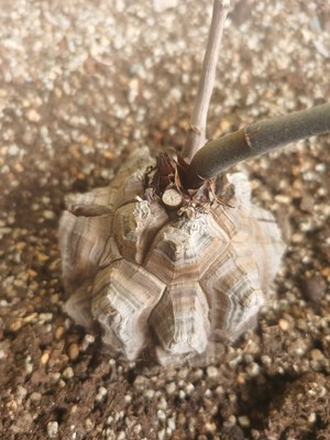 南非龟甲龙自养9年裂纹漂亮阳台