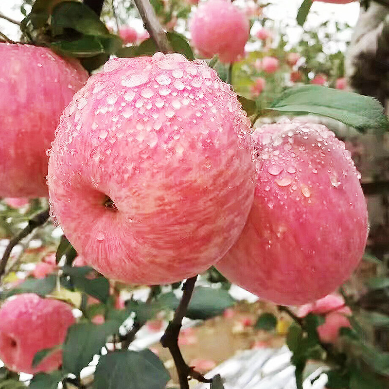 淘宝苹果旗舰店