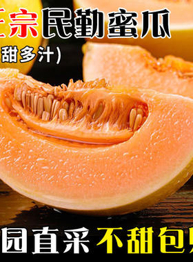 民勤哈密瓜金红宝现摘高糖蜜瓜