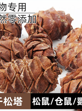 新货马尾松塔松鼠飞鼠的粮食食物马尾松子生坚果薄壳松子零食主食