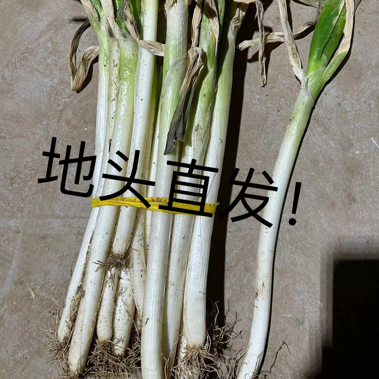 河南大葱蔬菜铁杆新鲜现发脆甜农家现挖大葱香葱整箱清仓调味煲汤