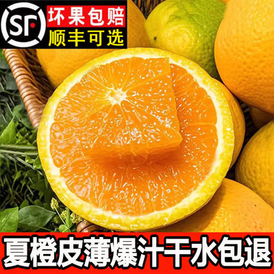 当季秭归夏橙100%现摘现发顺丰