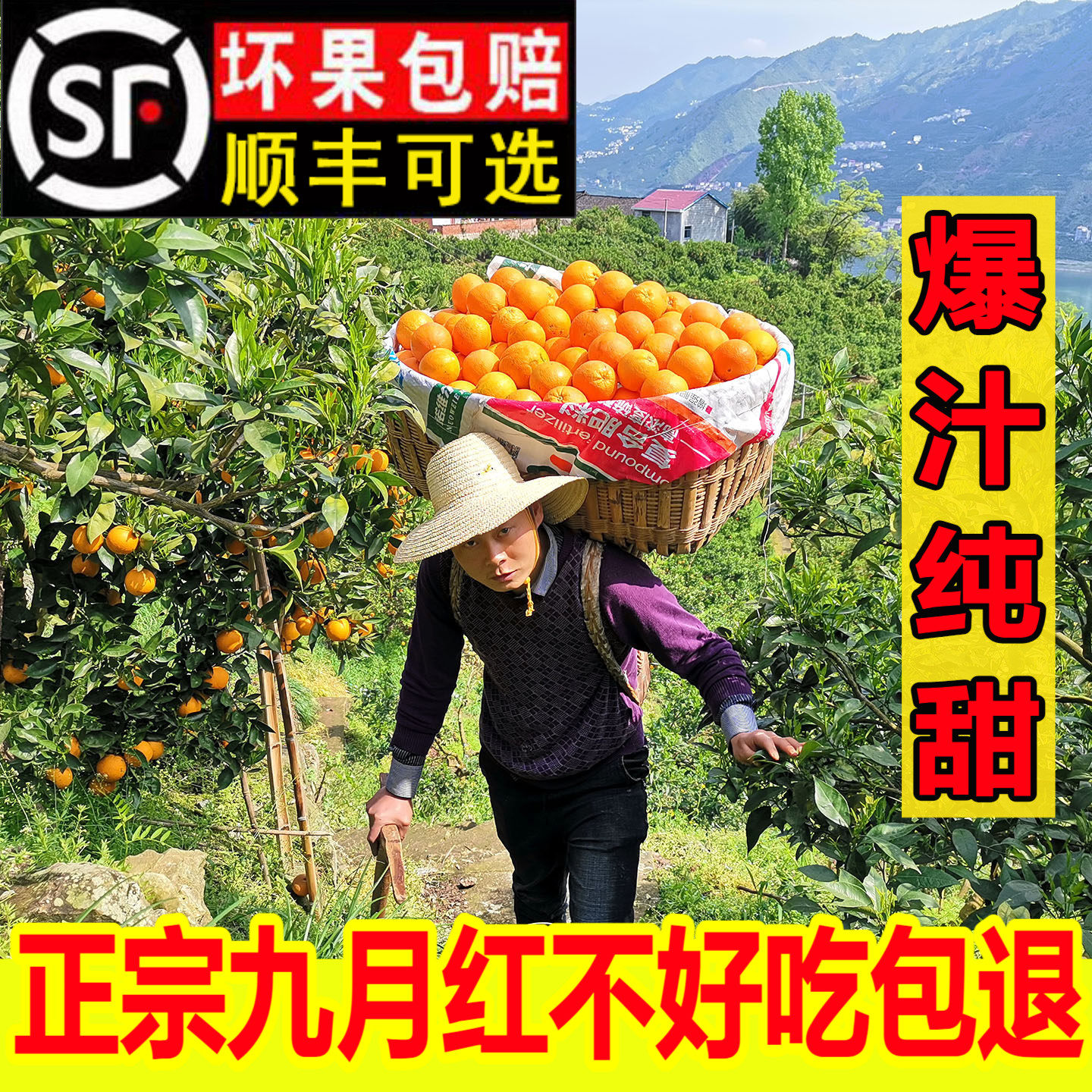 九月红爆汁纯甜100%现摘现发顺丰