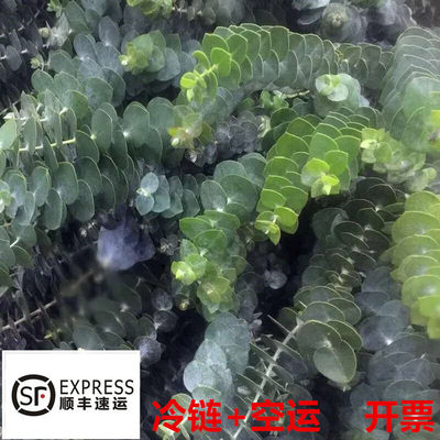 尤加利鲜花尤加利果昆明基地直发