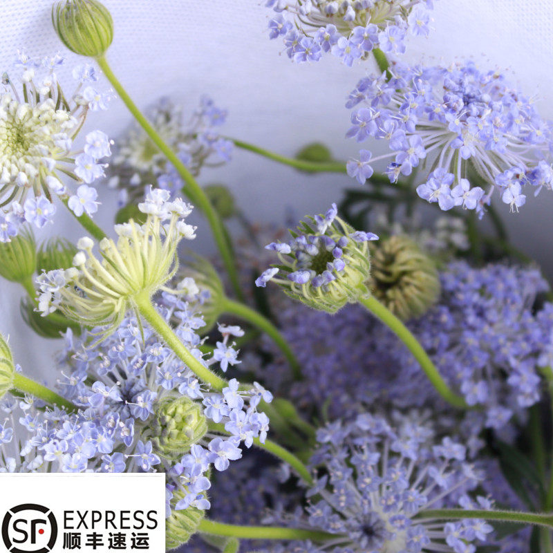 翠竹鲜花  糖果 蓝星花季节性花临时上架昆明基地直发