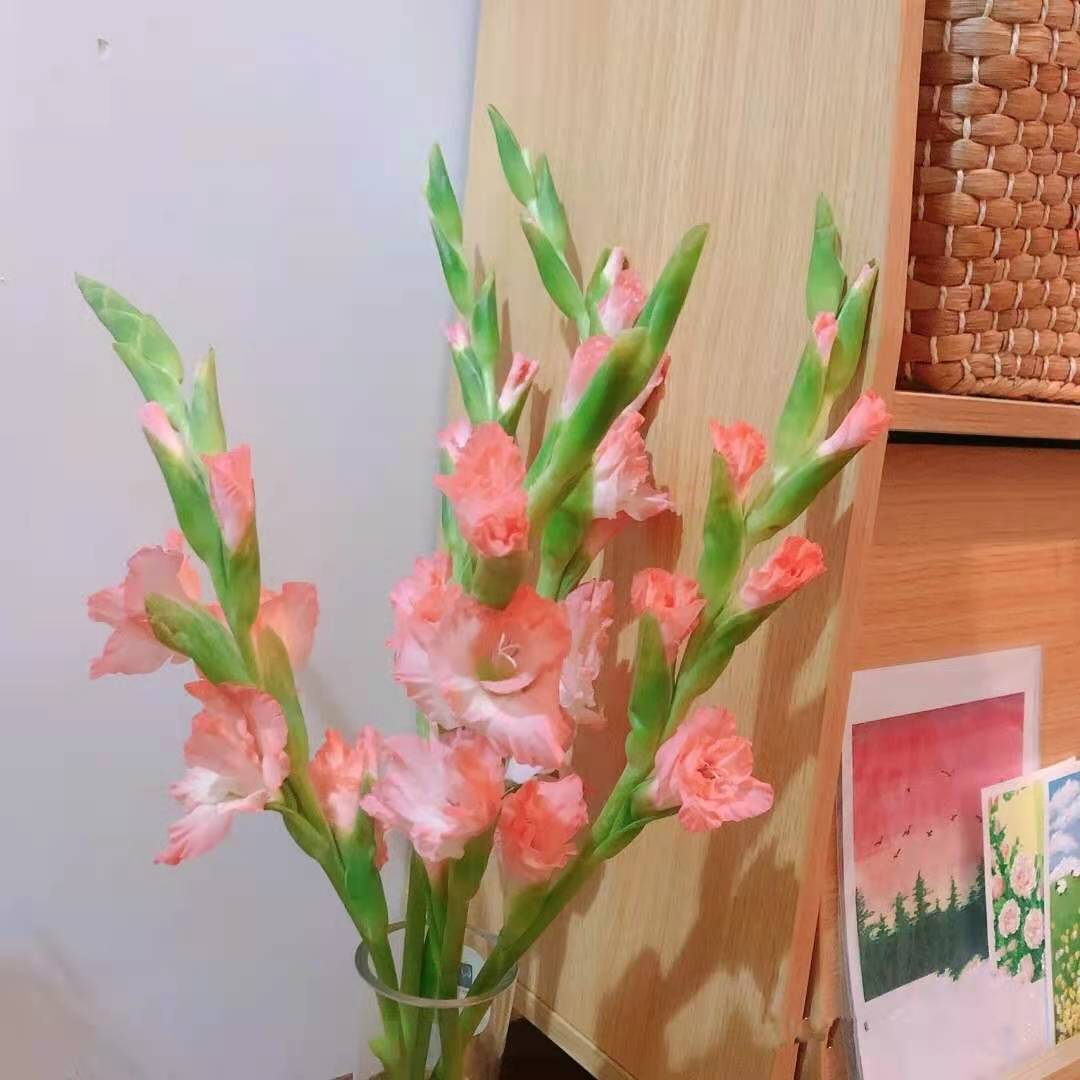 剑兰鲜花 步步高升 唐菖蒲剑兰 昆明鲜花直发  家庭  办公摆放