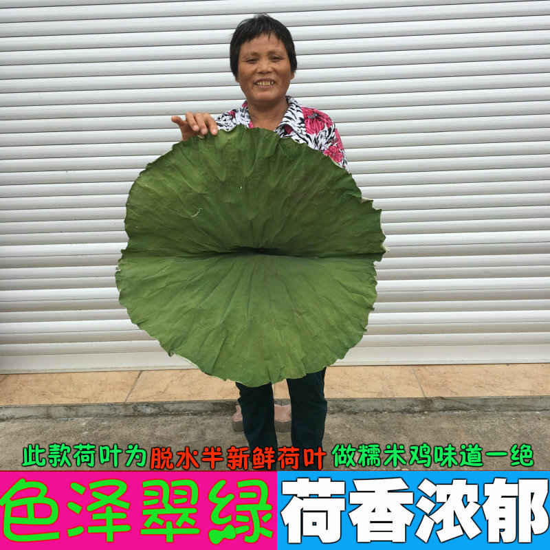 半干新鲜荷叶风干大荷叶做叫花鸡糯米鸡整张野生纯天然荷叶茶-封面