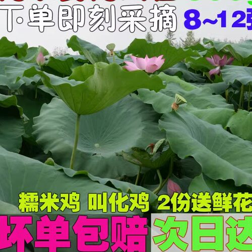 新鲜荷叶粥饭糯米鸡现摘食用500g