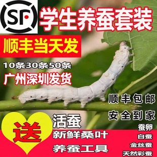 蚕宝宝活体幼虫蚕子蚕卵蚕种嫩桑叶新鲜春蚕天然金丝学生养蚕套装