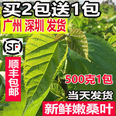 新鲜桑叶现摘嫩叶蚁蚕小蚕大蚕宝宝卵桑叶新鲜食物顺丰包邮买2送1