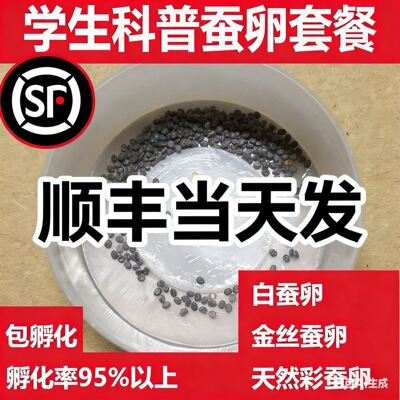 蚕卵科普金丝蚕卵全国包邮送桑叶