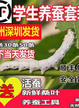 蚕宝宝活体幼虫蚕子蚕卵蚕种嫩桑叶新鲜春蚕天然金丝学生养蚕套装