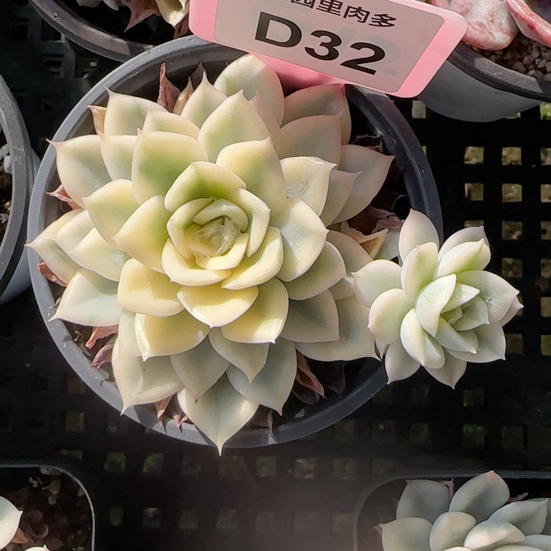 月亮仙子锦D32,鲜花速递/花卉仿真/绿植园艺,多肉植物,淘宝优惠券,粉丝福利购,淘宝优惠卷