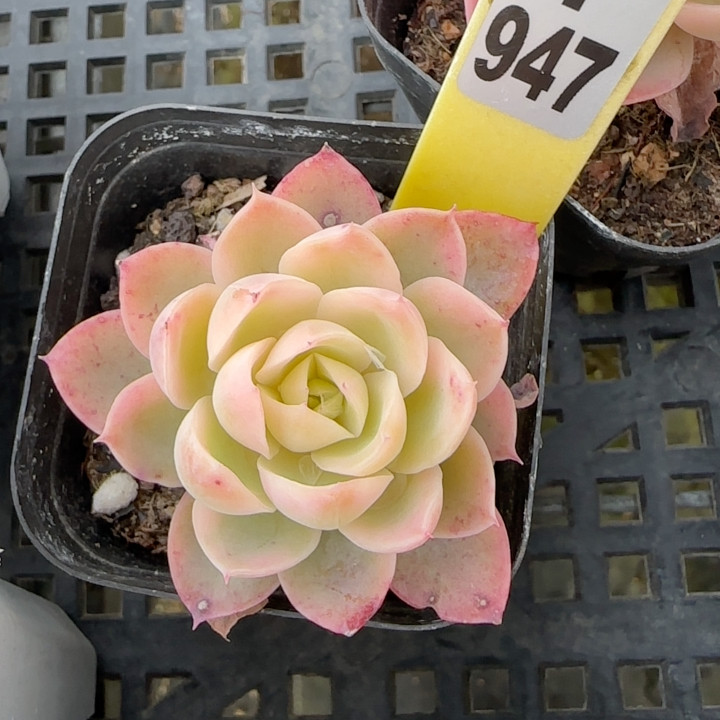 粉色薇拉锦f947,鲜花速递/花卉仿真/绿植园艺,多肉植物,淘宝优惠券,粉丝福利购,淘宝优惠卷