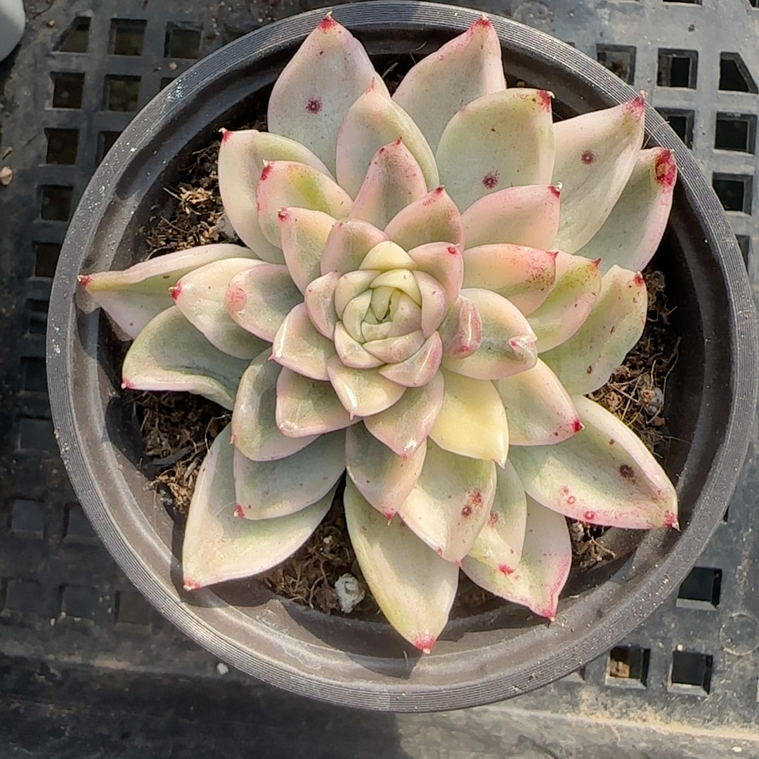 弗洛瑞安娜锦,鲜花速递/花卉仿真/绿植园艺,多肉植物,淘宝优惠券,粉丝福利购,淘宝优惠卷