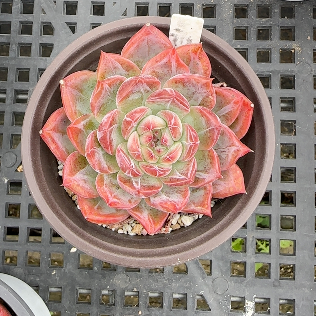 e770红鸾